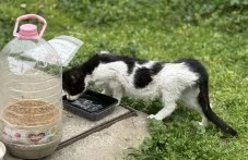 Болни улични котета и мизерия на метри от детска площадка в Кършияка