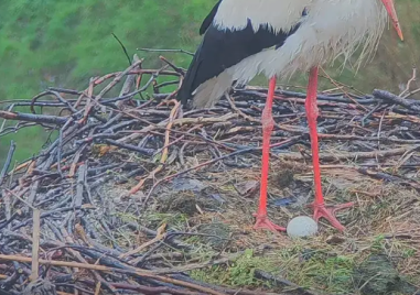 Белозем посреща пролетта с първото щъркелово яйце