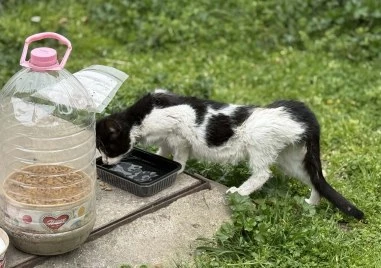 Болни улични котета и мизерия на метри от детска площадка в Кършияка