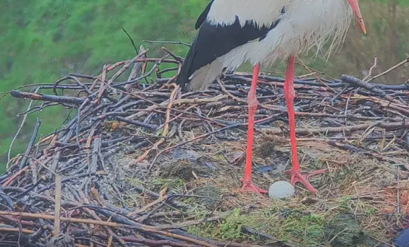 Белозем посреща пролетта с първото щъркелово яйце