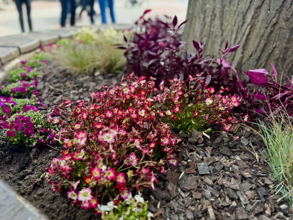 Преобразяване: Хиляди нови разцъфнали цветя украсяват Главната на Пловдив
