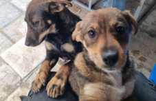 Две кученца си търсят дом, пловдивчанин ги спаси от сигурна смърт