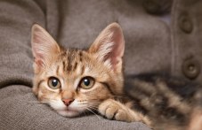 Лекари предупреждават за гъбична инфекция, предавана от котки