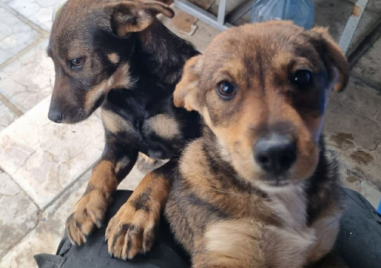 Две кученца си търсят дом, пловдивчанин ги спаси от сигурна смърт