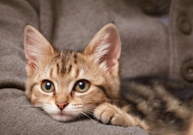 Лекари предупреждават за гъбична инфекция, предавана от котки