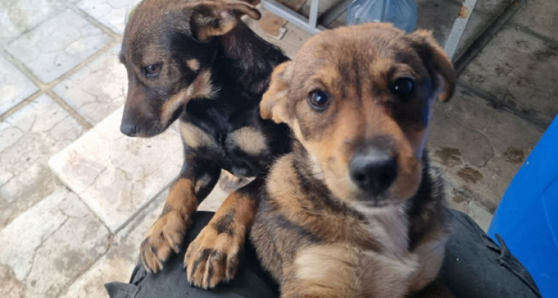 Две кученца си търсят дом, пловдивчанин ги спаси от сигурна смърт