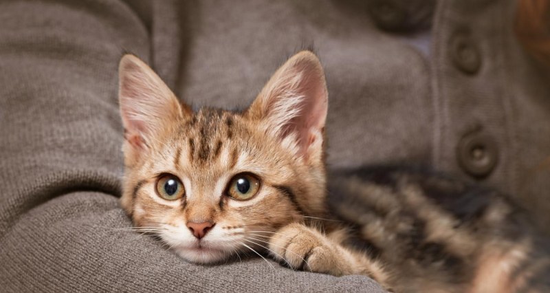 Лекари предупреждават за гъбична инфекция, предавана от котки