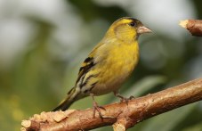 Започва седмицата на гората, ден е и на птиците