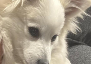 Започва кампанията на Община Пловдив за кастрацията на домашни кучета и котки