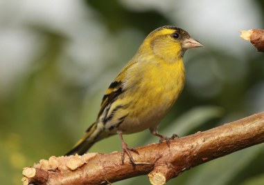 Започва седмицата на гората, ден е и на птиците