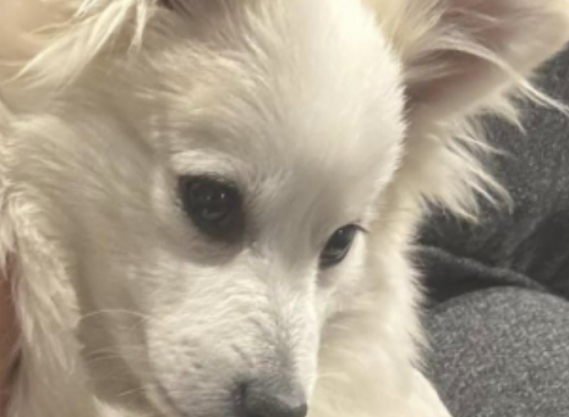 Започва кампанията на Община Пловдив за кастрацията на домашни кучета и котки