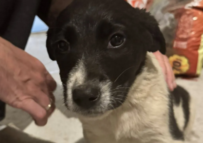 Изоставиха кученце в Ягодово, добри хора му търсят дом