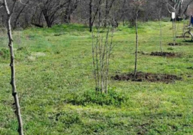 Нови чинари пускат корени на Гребната база