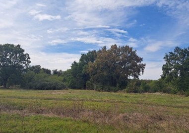 Закон ще пази местност с вековни дървета в Първомайско