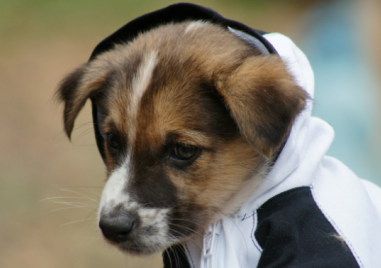 Започна кампанията „Регистрирай куче и спечели награда“ в Пловдив