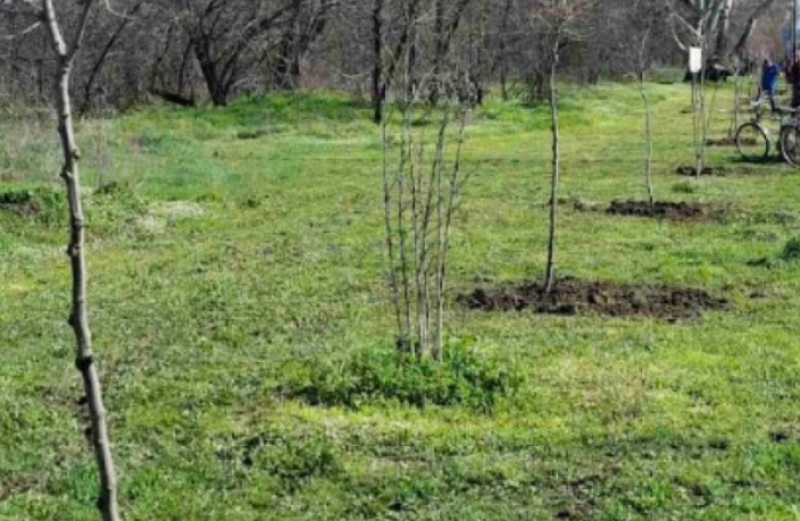 Нови чинари пускат корени на Гребната база