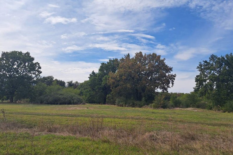 Закон ще пази местност с вековни дървета в Първомайско