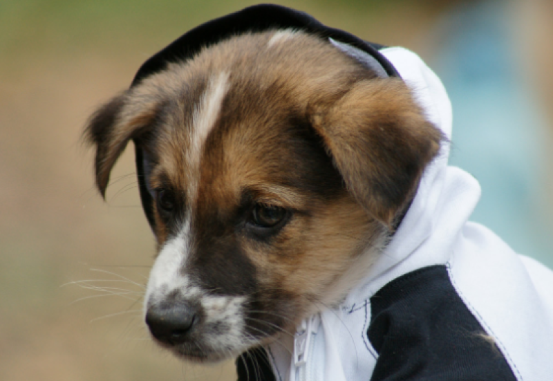 Започна кампанията „Регистрирай куче и спечели награда“ в Пловдив