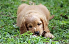 17 признака, че кучето ви изпитва болка