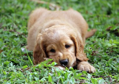 17 признака, че кучето ви изпитва болка