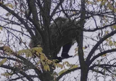 Мече се покатери на дърво край Кричим
