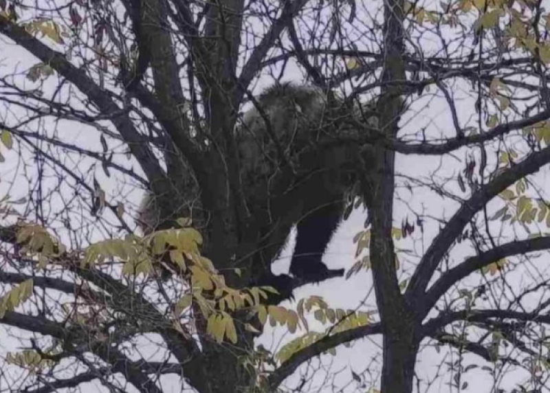 Мече се покатери на дърво край Кричим