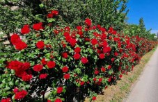 Сряда в Пловдив - слънчева, но ветровита, температурите се понижават