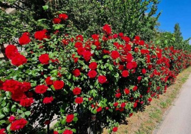 Сряда в Пловдив - слънчева, но ветровита, температурите се понижават