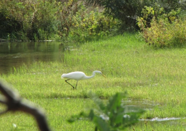 Зам.-министърът на земеделието открива форум за възстановяване на крайречните гори в КИЦ „Малтепе“ в Маноле