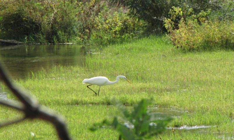 Зам.-министърът на земеделието открива форум за възстановяване на крайречните гори в КИЦ „Малтепе“ в Маноле