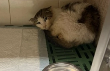 Търсят средства за лечение на коте, открито ранено в Пловдив