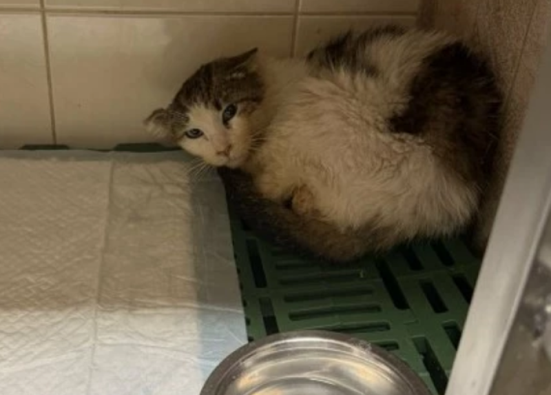 Търсят средства за лечение на коте, открито ранено в Пловдив