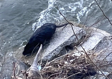 Реките Чая и Марица се напълниха с нутрии след дъждовете