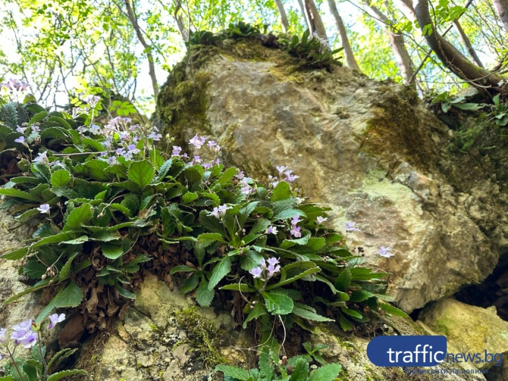 Най-после! Държавата с решителни действия по спорната зона край Горнослав, поставя я под защита