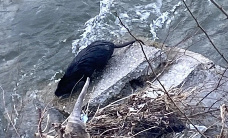 Реките Чая и Марица се напълниха с нутрии след дъждовете