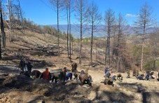 3000 нови фиданки пуснаха корени в Пирин планина