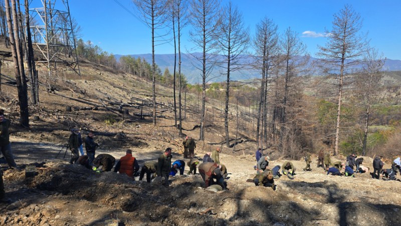 3000 нови фиданки пуснаха корени в Пирин планина