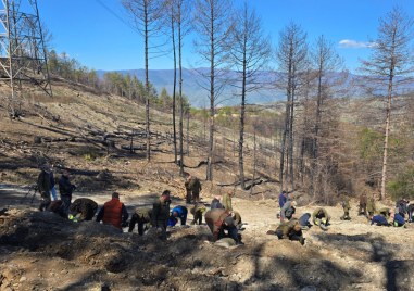 3000 нови фиданки пуснаха корени в Пирин планина