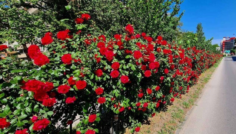 Сряда в Пловдив - предимно облачна, но с приятни температури