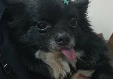 Питбул уби кученце пред очите на дете край Асеновград