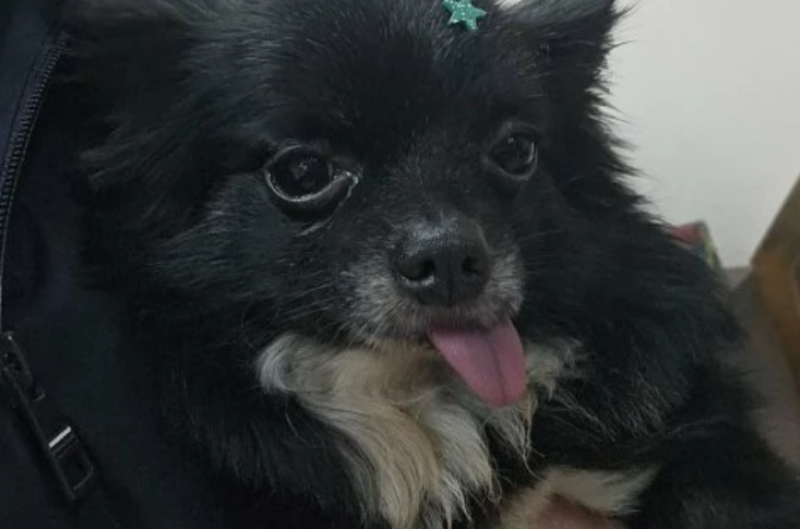 Питбул уби кученце пред очите на дете край Асеновград