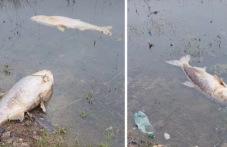 Мъртви риби изплуваха в язовир в Асеновградско