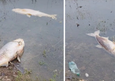 Мъртви риби изплуваха в язовир в Асеновградско