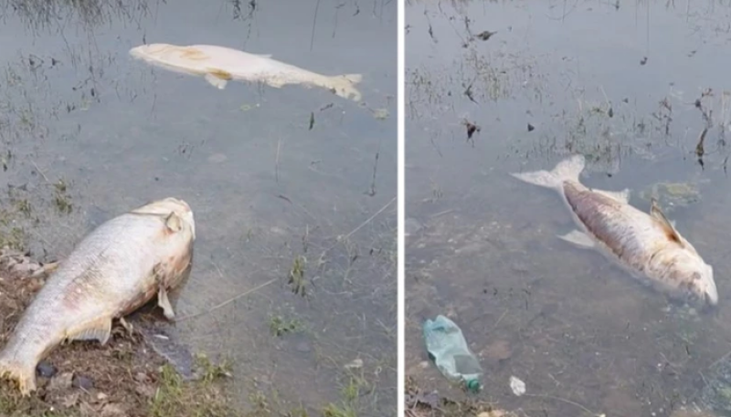 Мъртви риби изплуваха в язовир в Асеновградско