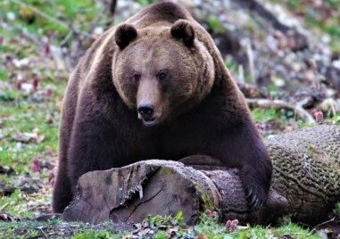 Мечка е забелязана край язовир “Кричим“