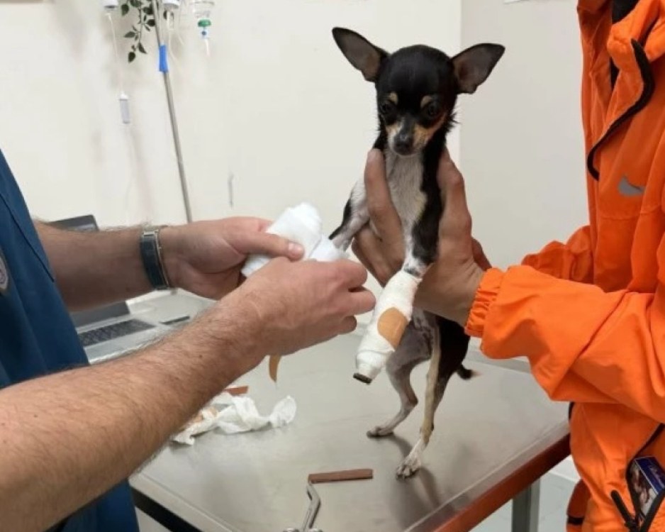 Да спасим Айра! 7-месечно кутре с две счупени крачета се бори за живота си