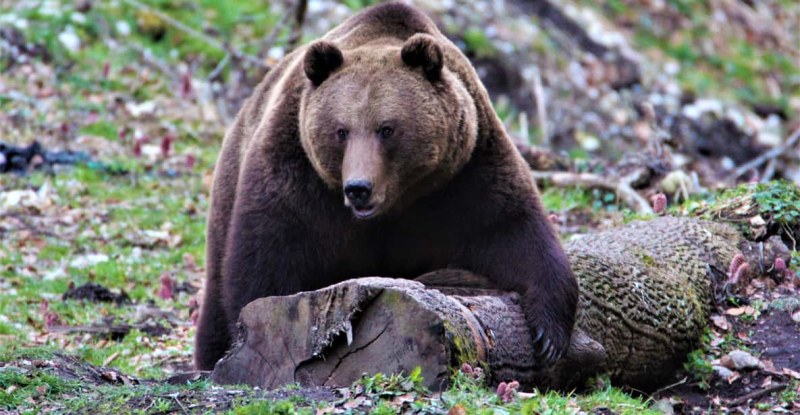 Мечка е забелязана край язовир “Кричим“
