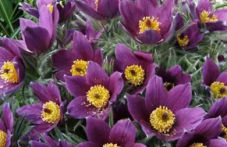 Съсенка - красиво растение с голяма лечебна сила