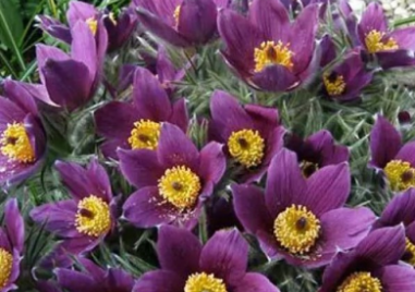 Съсенка - красиво растение с голяма лечебна сила