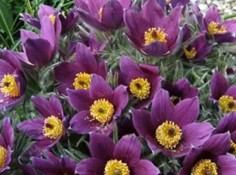 Съсенка - красиво растение с голяма лечебна сила